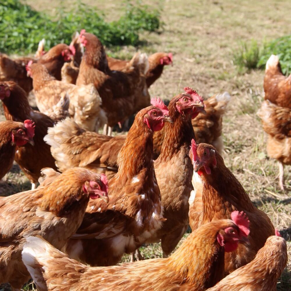 Les poules pondeuses sur leur parcours en plein air